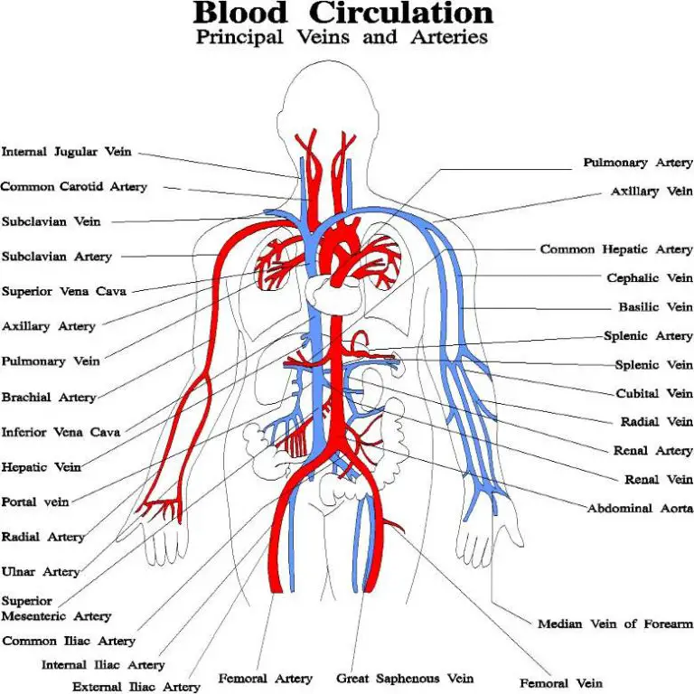 Blood Vessels Diagram