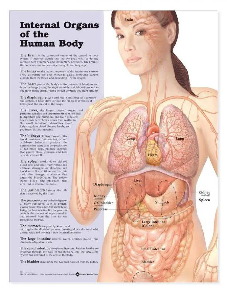 Diagram On Internal Organs