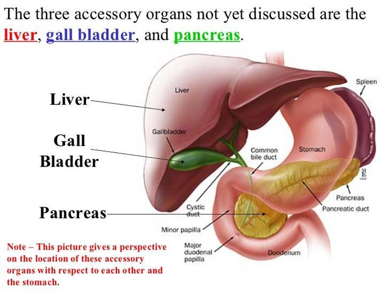 What Are The Three Main Accessory Organs Of The Digestive System