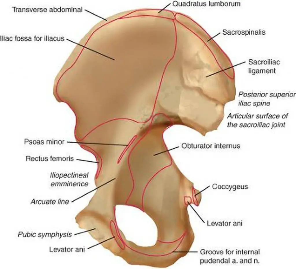 Pictures Of Acetabulum