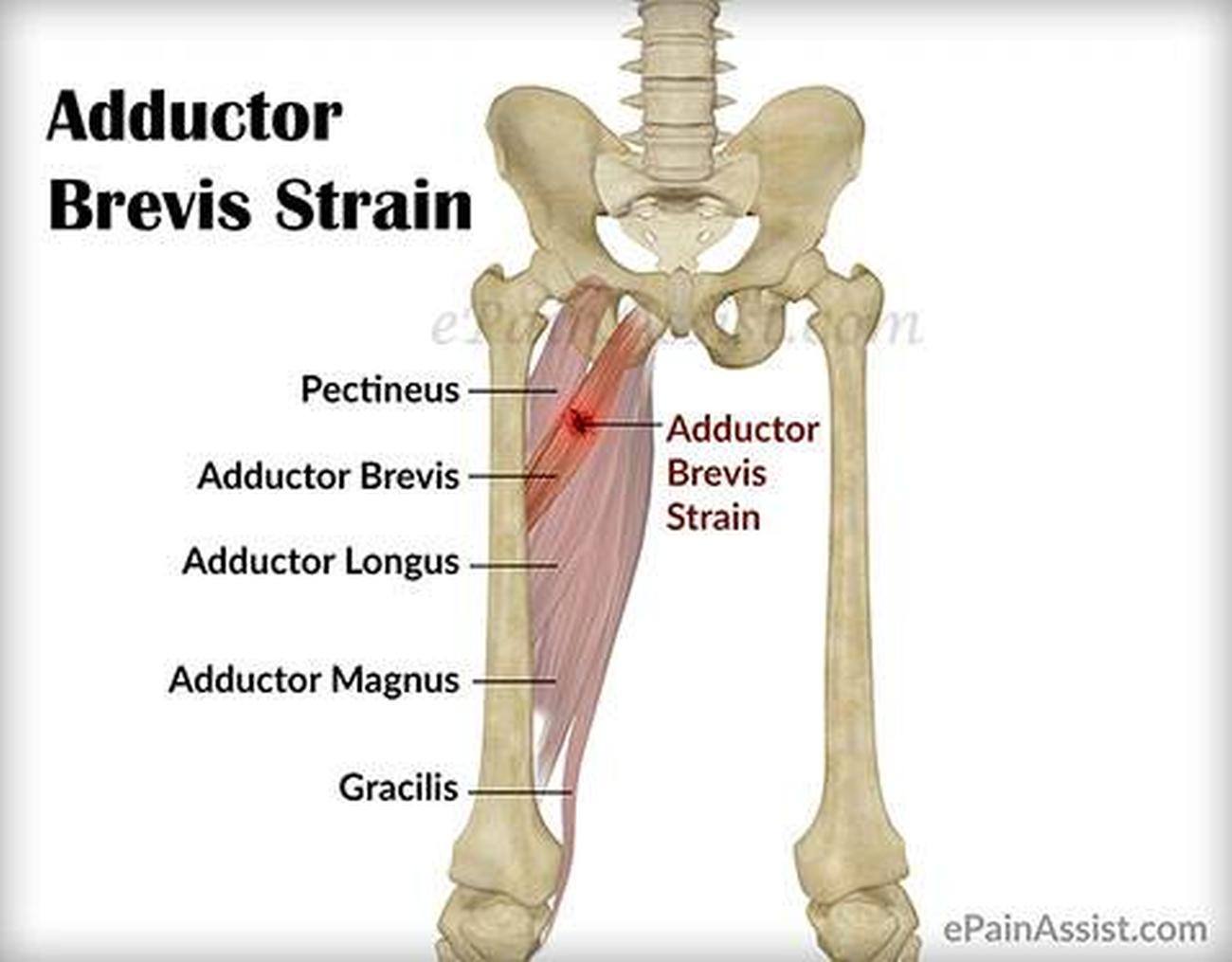 Pictures of Adductor Brevis 125