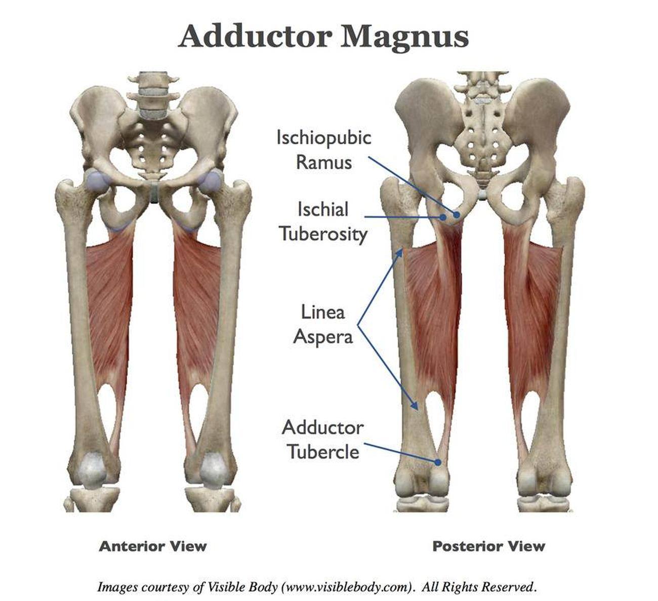 Pictures Of Adductor MagnusHealthiack