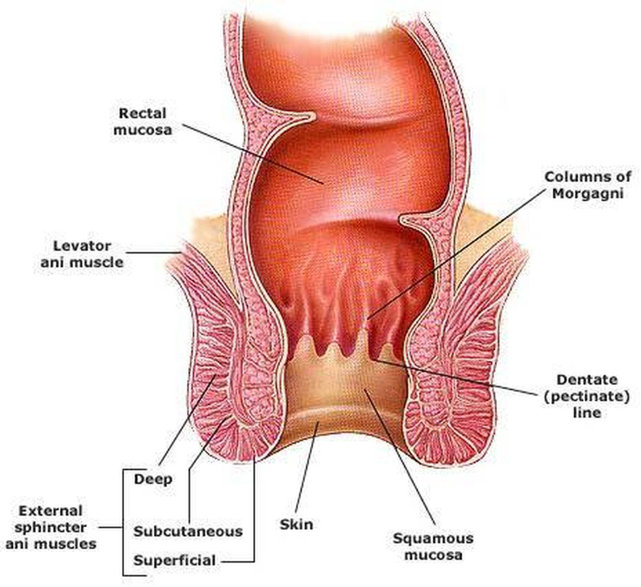 Pictures Of Anal Canal