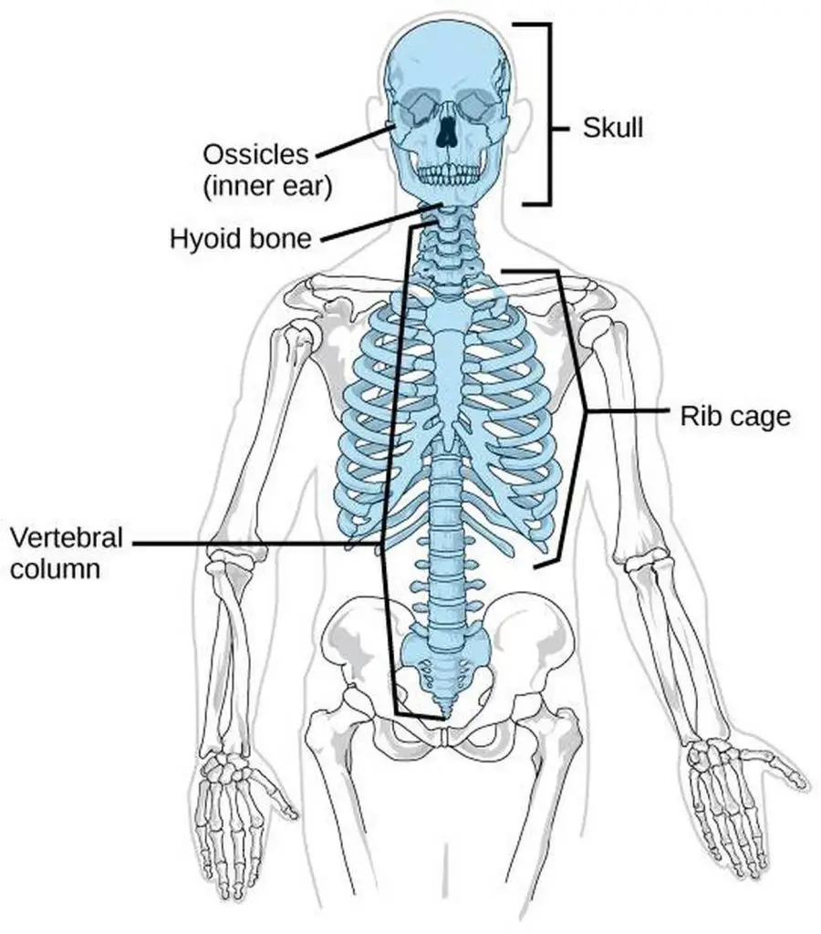 Pictures Of Axial Skeleton