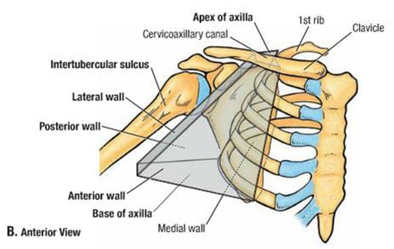 Pictures Of AxillaHealthiack