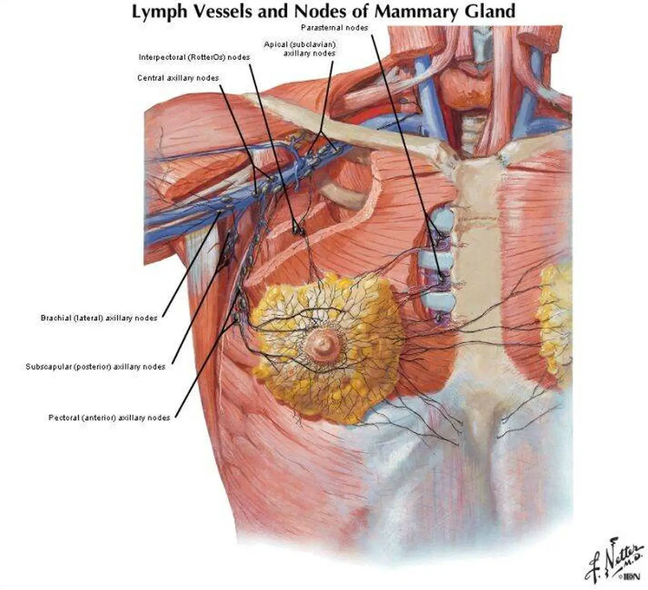 Pictures Of Axillary Lymph Nodeshealthiack