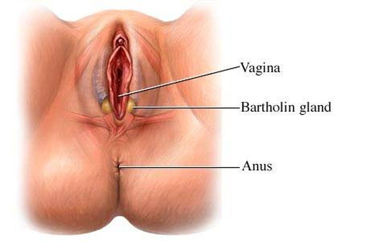 Female vagina structure