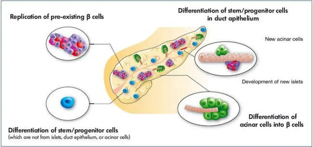 Pictures Of Beta Cells