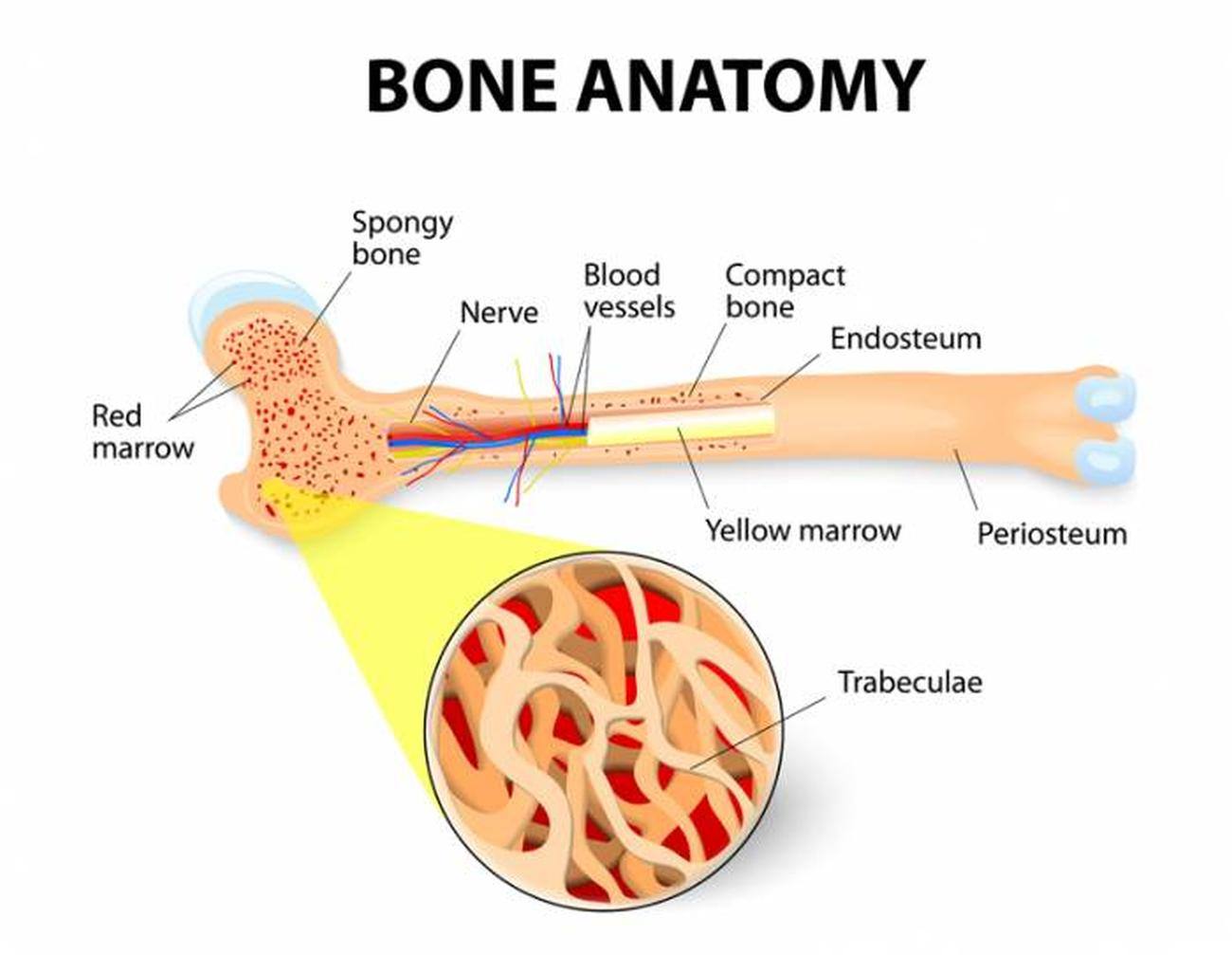 Pictures Of Bone MarrowHealthiack