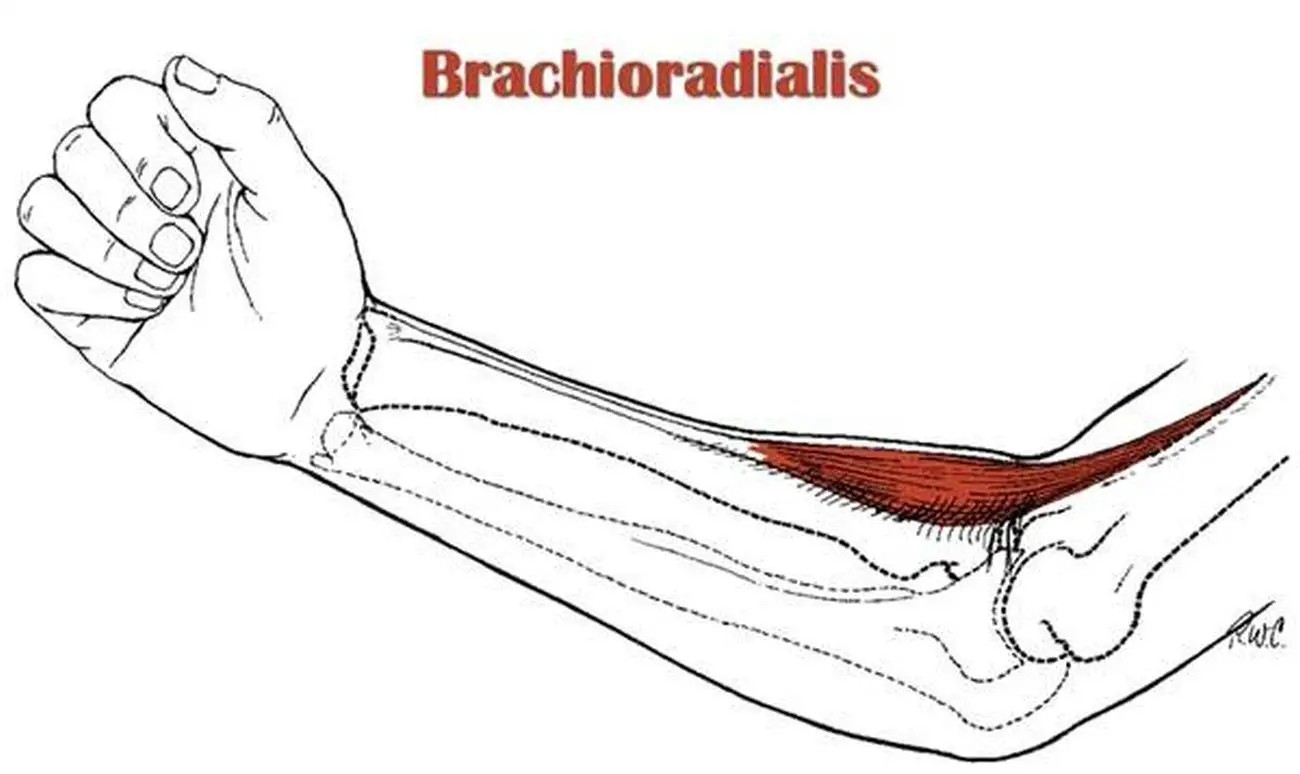 Pictures Of BrachioradialisHealthiack