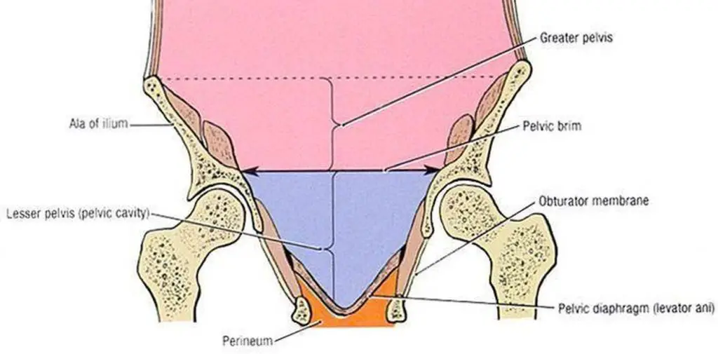 Pictures Of Cavity Of The Lesser Pelvis