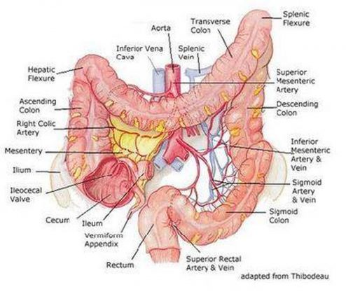 Pictures Of Cecum