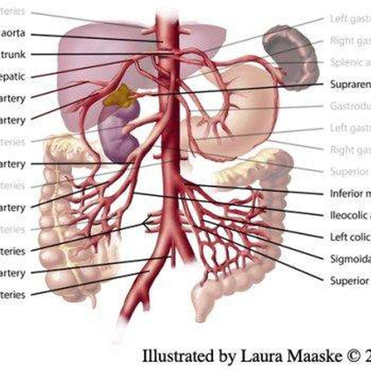 Pictures Of Celiac ArteryHealthiack