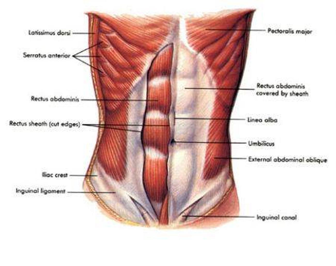 Musculos Da Parede Abdominal ZULEDU