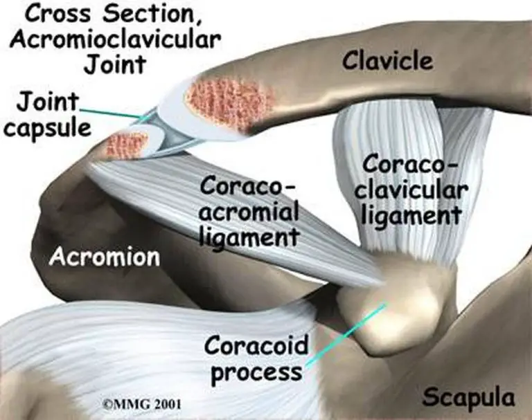 Pictures Of Acromioclavicular Joint