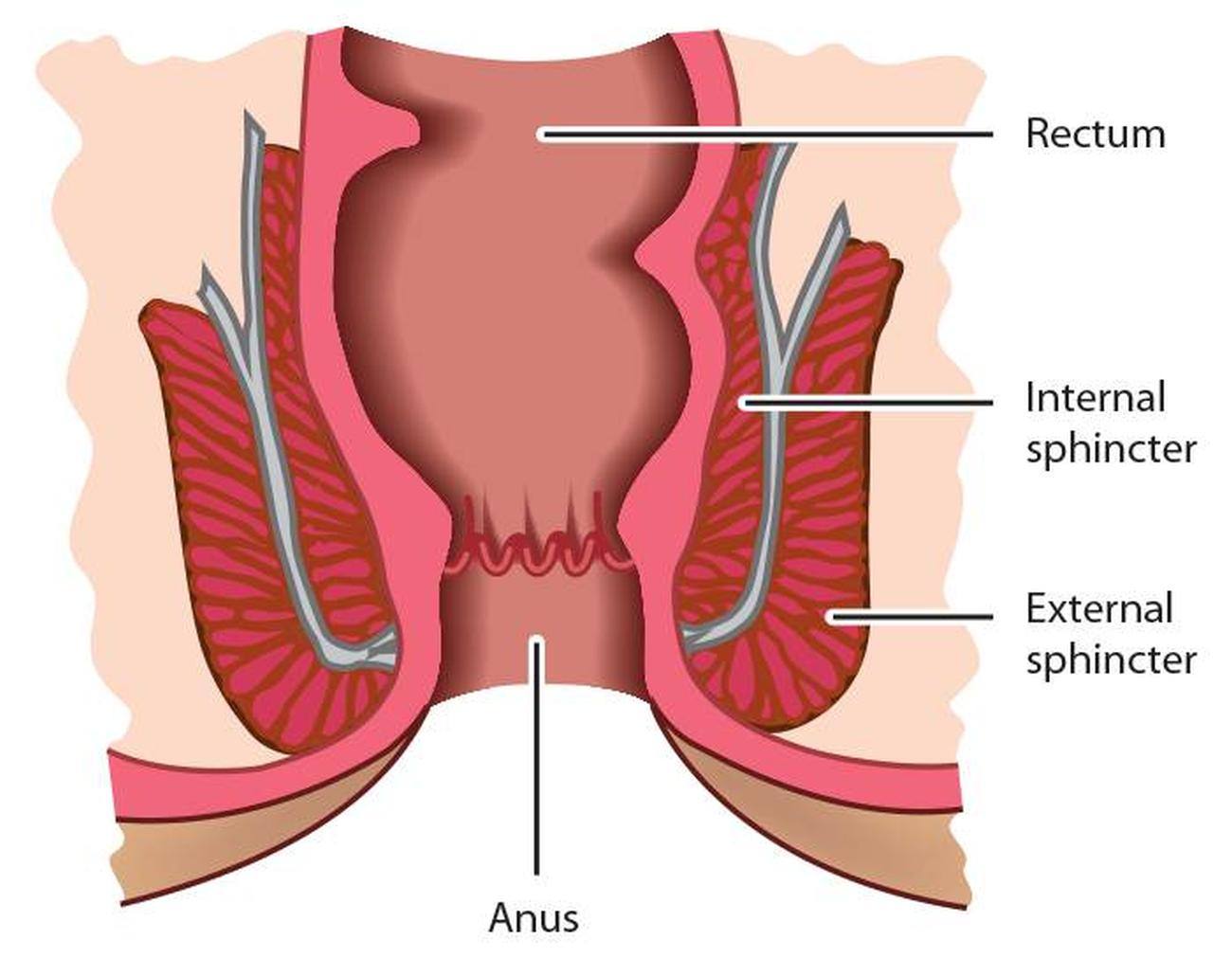 Piss in rectum