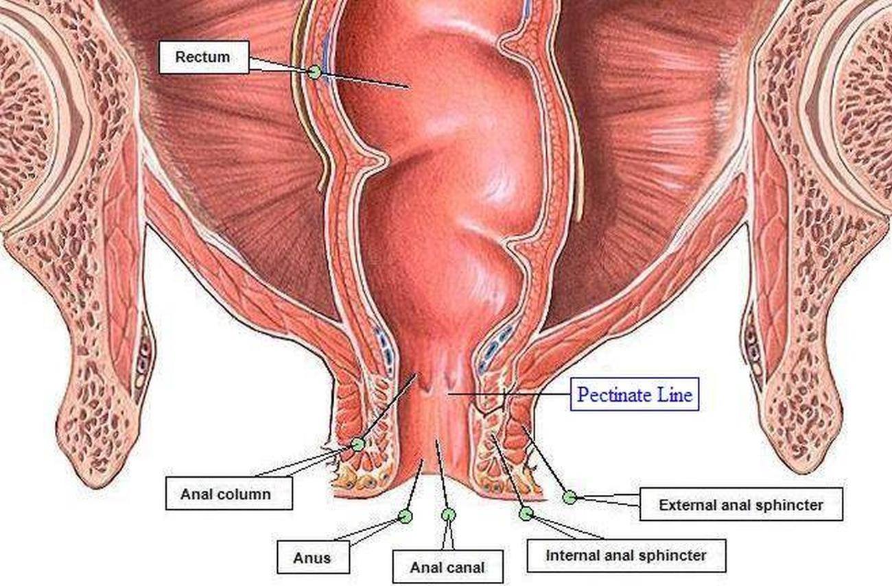 Anal Sphincter Anatomy 92