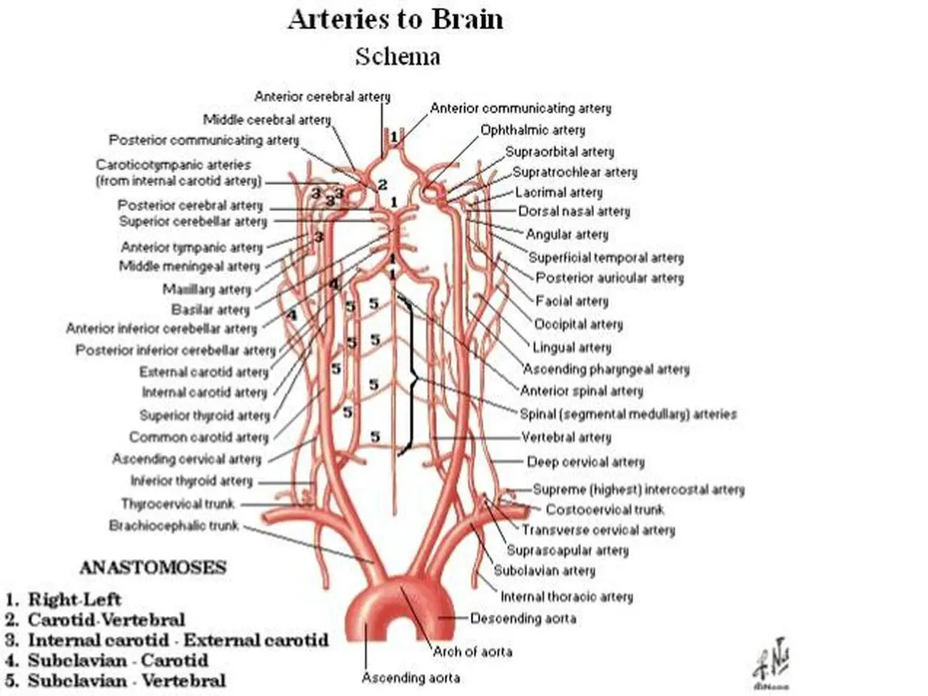Pictures of brachiocephalic artery 158
