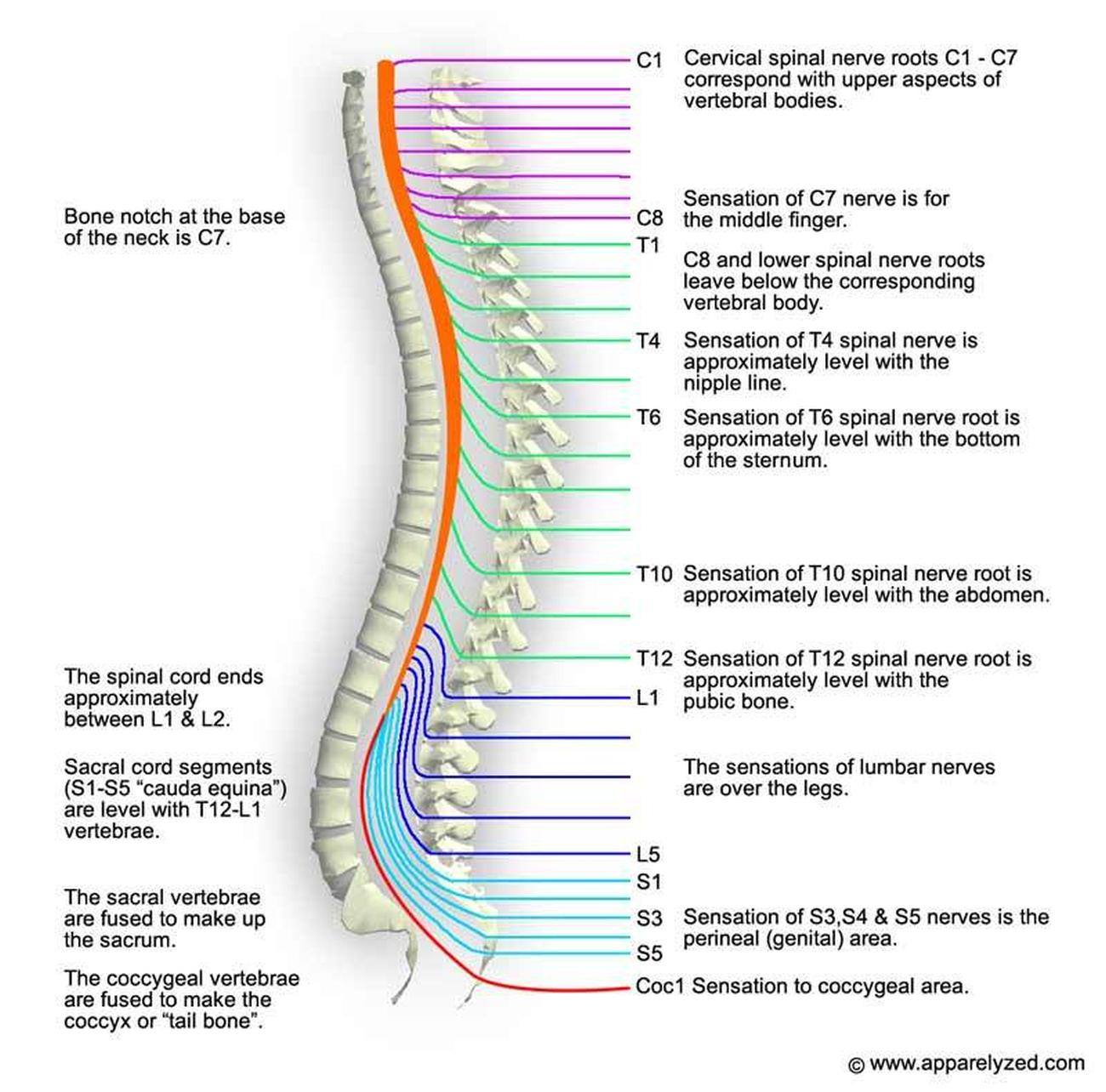 Cervical Spinal Nerves Chart