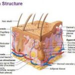 Skin Diagram Labeled Healthiack