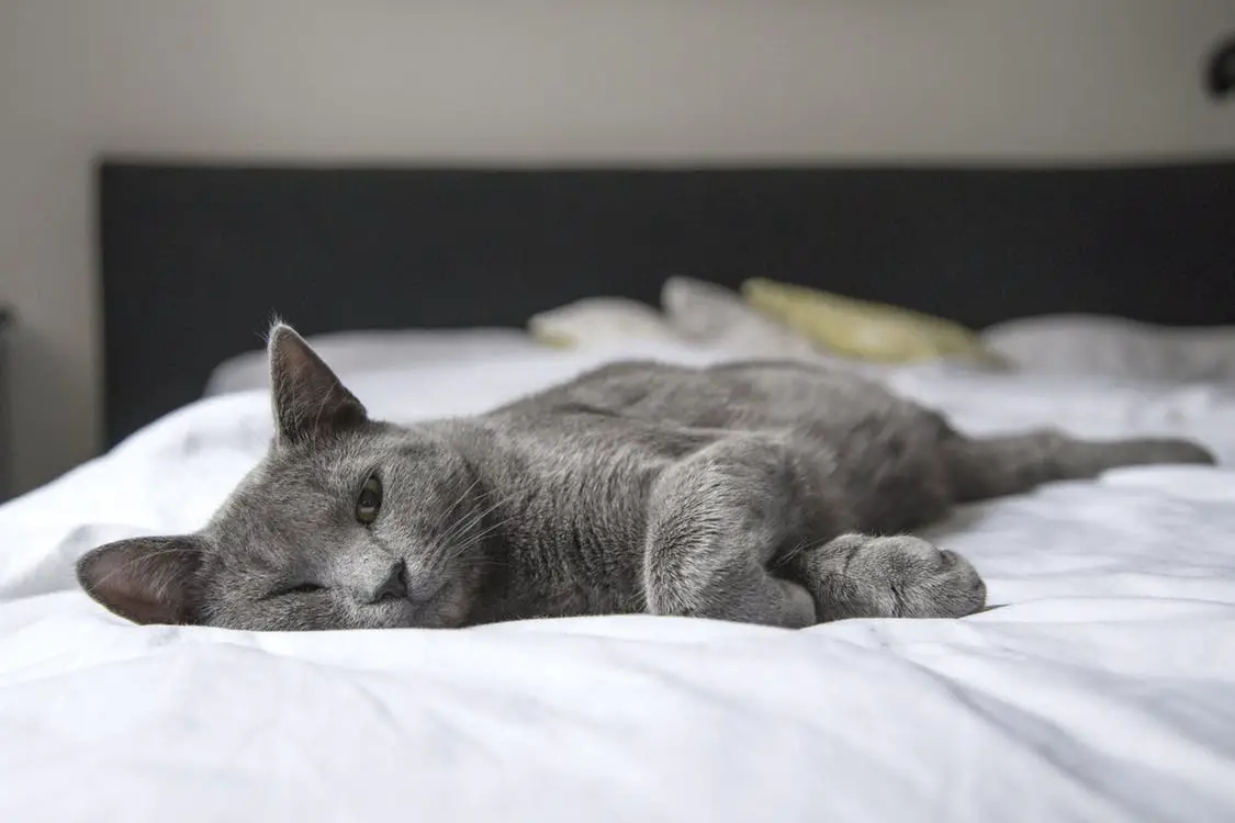cat-sleeping-on-mattress
