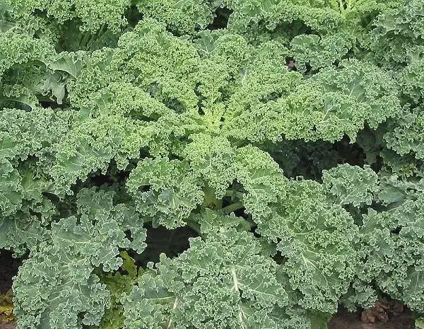 kale