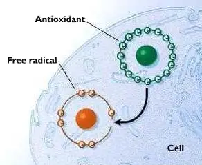 Oxidants and free radicals