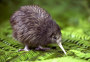 Kiwi