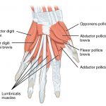 1121_Intrinsic_Muscles_of_the_Hand_Superficial_sin