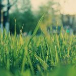light-grass_5