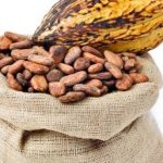 cocoa may lower cholesterol levels