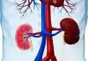 A connection between high blood pressure and kidney disease