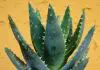 Aloe Vera – a magical plant