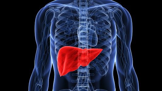 liver