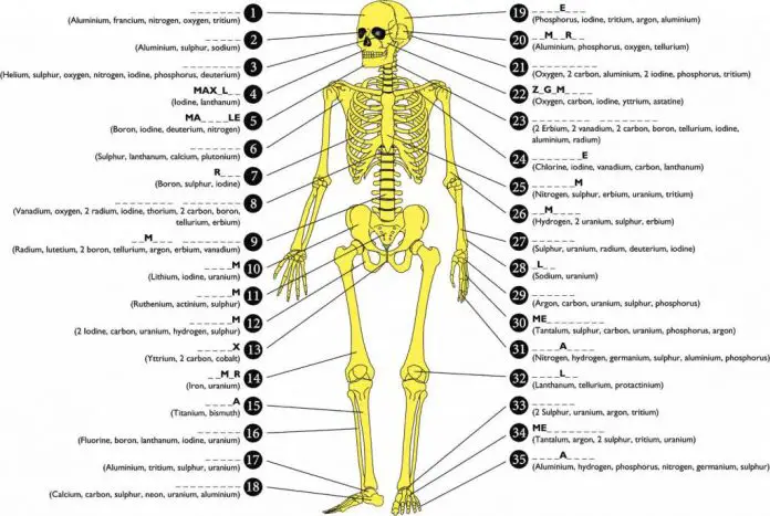 206-bones-of-the-body-diagram