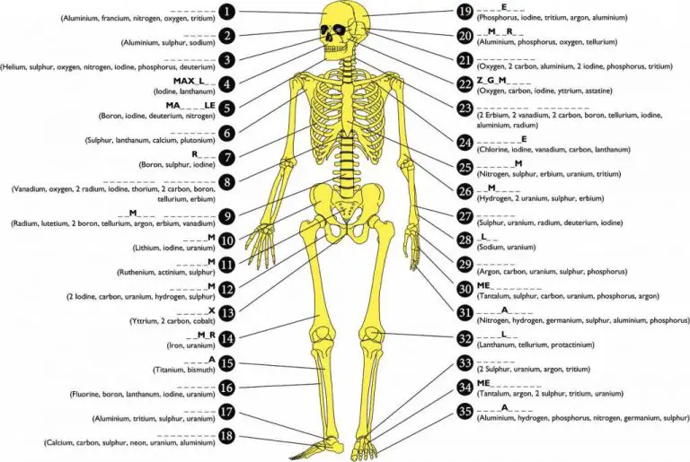 206 Bones of the body diagram