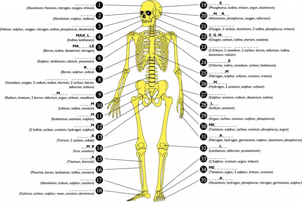 Anatomy Of Human Body Bones