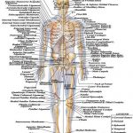 206 Bones of the body diagram