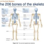 206 Bones of the body diagram