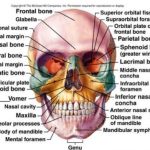 206 Bones of the body diagram