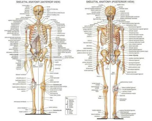 206-bones-of-the-body-diagram