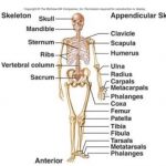 206 Bones of the body diagram