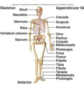 206 Bones of the body diagram | Healthiack