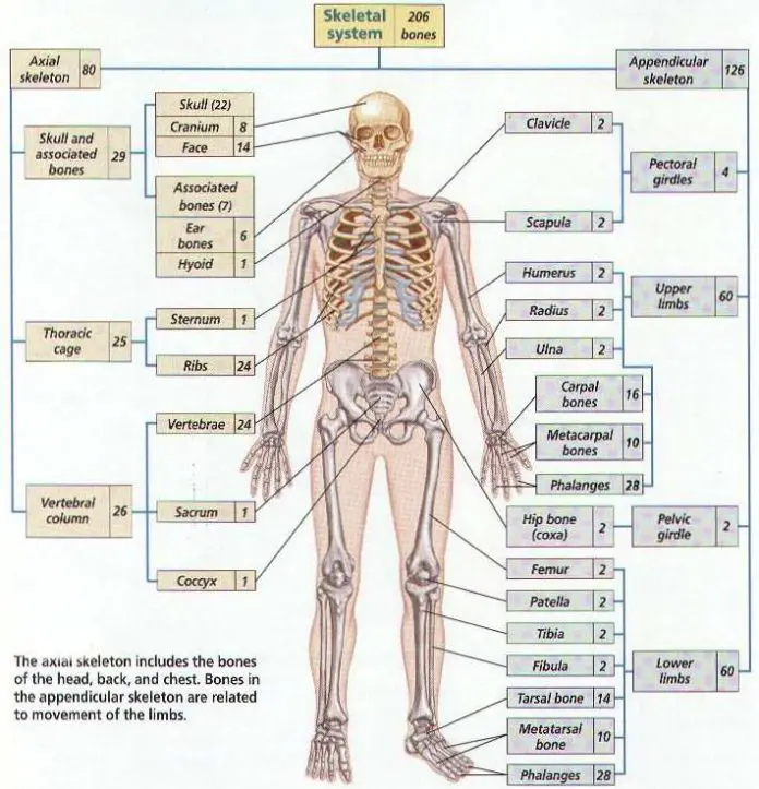 206 Bones of the body diagram