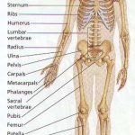 206 Bones of the body diagram