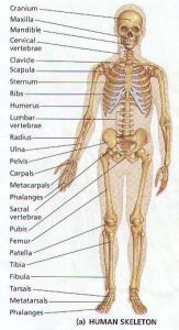 206 Bones of the body diagram