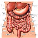 Abdomen diagram 1255.jpg