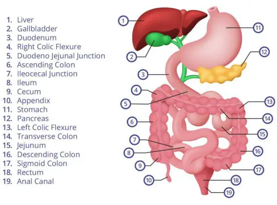 Abdomen diagram