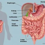 Abdomen diagram 1255.jpg