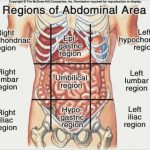 Abdomen diagram 1255.jpg